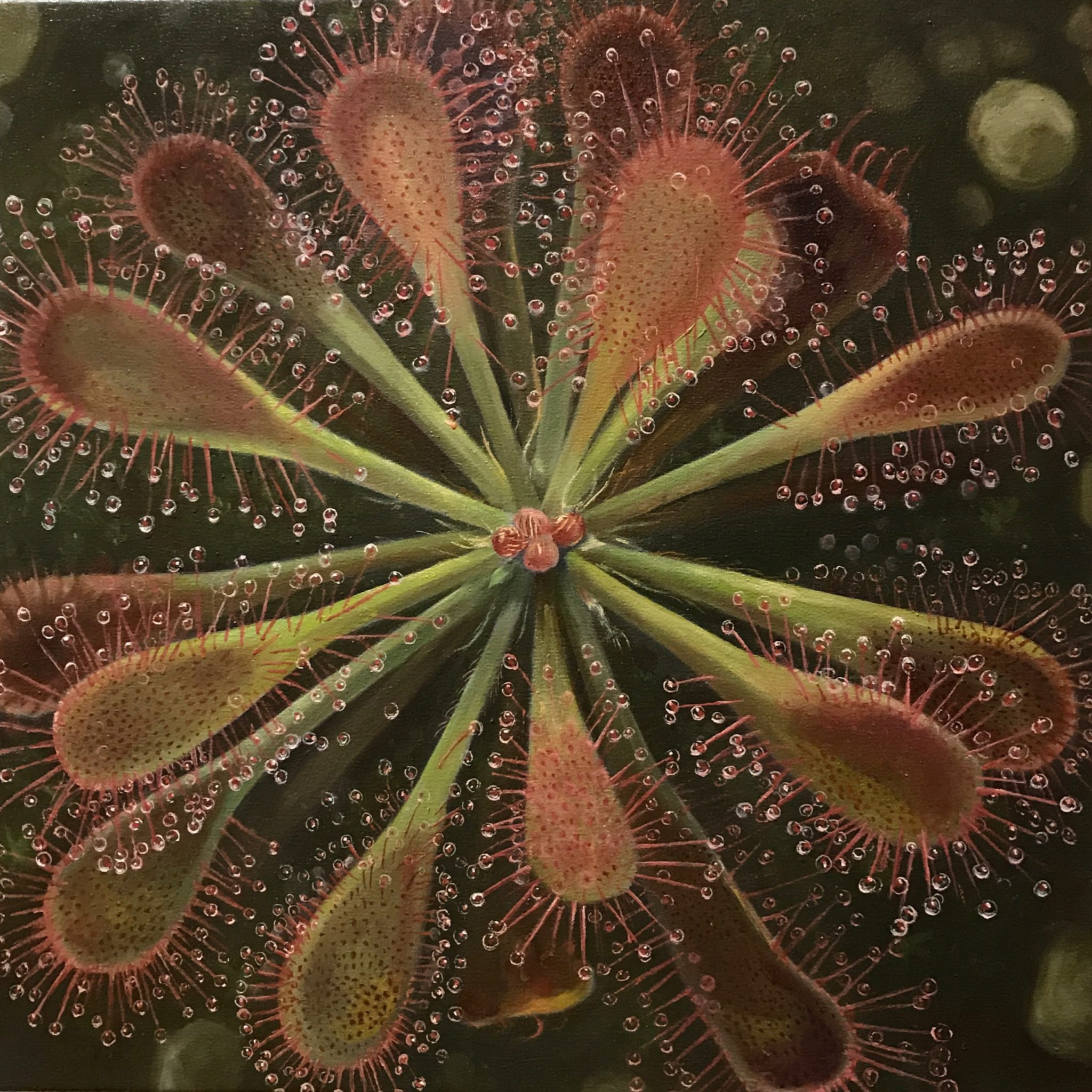 Sundew - Oil Painting